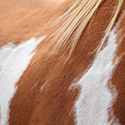Des produits naturels pour la peau, la brillance du pelage de vos chevaux.