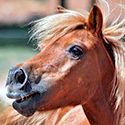 Des produits naturels pour le confort respiratoire de vos chevaux.